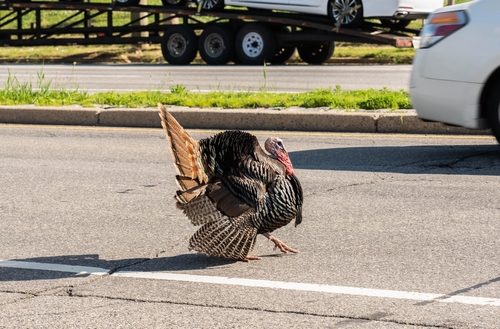 On the Road Again for Thanksgiving | Harrisburg Auto Care