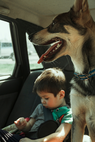 Kids, Pets, Hot Weather, Cars | Lancaster Auto Air